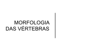 MORFOLOGIA
DAS VÉRTEBRAS
 