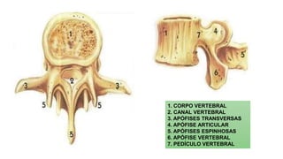 1. CORPO VERTEBRAL
2. CANAL VERTEBRAL
3. APÓFISES TRANSVERSAS
4. APÓFISE ARTICULAR
5. APÓFISES ESPINHOSAS
6. APÓFISE VERTEBRAL
7. PEDÍCULO VERTEBRAL
 