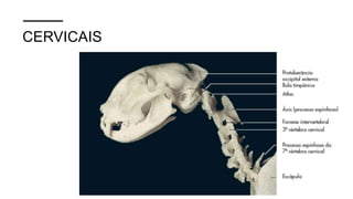 CERVICAIS
 