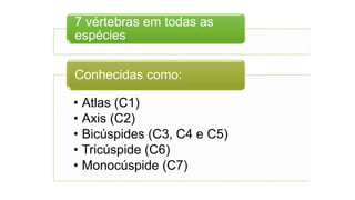 7 vértebras em todas as
espécies
• Atlas (C1)
• Axis (C2)
• Bicúspides (C3, C4 e C5)
• Tricúspide (C6)
• Monocúspide (C7)
Conhecidas como:
 