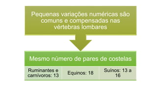 Mesmo número de pares de costelas
Ruminantes e
carnívoros: 13
Equinos: 18
Suínos: 13 a
16
Pequenas variações numéricas são
comuns e compensadas nas
vértebras lombares
 