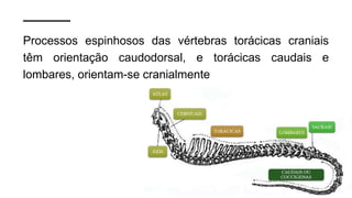 Processos espinhosos das vértebras torácicas craniais
têm orientação caudodorsal, e torácicas caudais e
lombares, orientam-se cranialmente
 
