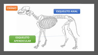 CRÂNIO
ESQUELETO AXIAL
ESQUELETO
APENDICULAR
 