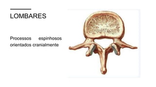 LOMBARES
Processos espinhosos
orientados cranialmente
 