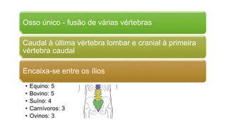 Osso único - fusão de várias vértebras
Caudal à última vértebra lombar e cranial à primeira
vértebra caudal
Encaixa-se entre os ílios
• Equino: 5
• Bovino: 5
• Suíno: 4
• Carnívoros: 3
• Ovinos: 3
 