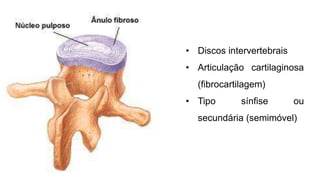 • Discos intervertebrais
• Articulação cartilaginosa
(fibrocartilagem)
• Tipo sínfise ou
secundária (semimóvel)
 
