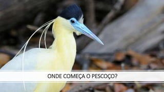 ONDE COMEÇA O PESCOÇO?
 