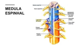 MEDULA
ESPINHAL
 