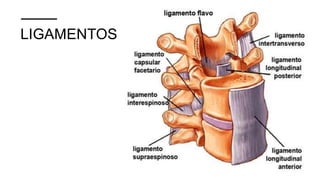 LIGAMENTOS
 