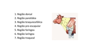 1. Região dorsal
2. Região parotídea
3. Região braquiocefálica
4. Região pre-escapular
5. Região faríngea
6. Região laríngea
7. Região traqueal
 