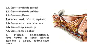 1. Músculo romboide cervical
2. Músculo romboide torácico
3. Músculo esplênico
4. Aponeurose do músculo esplênico
5. Músculo serrato ventral cervical
6. Músculo longo da cabeça
7. Músculo longo do atlas
8. Músculo cleidomastoideo,
ramo ventral do nervo espinhal
acessório e ganglio retrofaringeo
lateral
 