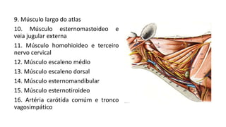 9. Músculo largo do atlas
10. Músculo esternomastoideo e
veia jugular externa
11. Músculo homohioideo e terceiro
nervo cervical
12. Músculo escaleno médio
13. Músculo escaleno dorsal
14. Músculo esternomandibular
15. Músculo esternotiroideo
16. Artéria carótida comúm e tronco
vagosimpático
 