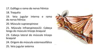 17. Esôfago e ramo do nervo frênico
18. Traquéia
19. Veia jugular interna e ramo
do nervo frênico
20. Músculo supraespinoso
21. Músculo infraespinoso22. Cabeça
longa do músculo tríceps braquial
23. Cabeça lateral do músculo tríceps
braquial
24. Origem do músculo esternocefálico
25. Veia jugular externa
 