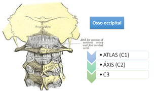 Osso occipital
•ATLAS (C1)
•ÁXIS (C2)
•C3
 
