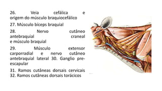 26. Veia cefálica e
origem do músculo braquiocefálico
27. Músculo bíceps braquial
28. Nervo cutâneo
antebraquial craneal
e músculo braquial
29. Músculo extensor
carporradial e nervo cutâneo
antebraquial lateral 30. Ganglio pre-
escapular
31. Ramos cutâneas dorsais cervicais
32. Ramos cutâneas dorsais torácicos
 