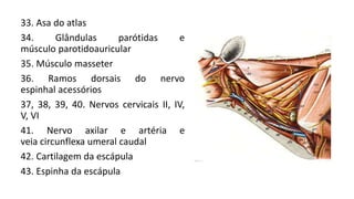 33. Asa do atlas
34. Glândulas parótidas e
músculo parotidoauricular
35. Músculo masseter
36. Ramos dorsais do nervo
espinhal acessórios
37, 38, 39, 40. Nervos cervicais II, IV,
V, VI
41. Nervo axilar e artéria e
veia circunflexa umeral caudal
42. Cartilagem da escápula
43. Espinha da escápula
 