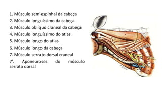 1. Músculo semiespinhal da cabeça
2. Músculo longuíssimo da cabeça
3. Músculo oblíquo craneal da cabeça
4. Músculo longuíssimo do atlas
5. Músculo longo do atlas
6. Músculo longo da cabeça
7. Músculo serrato dorsal craneal
7'. Aponeuroses do músculo
serrato dorsal
 