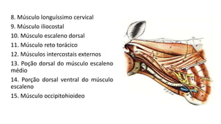 8. Músculo longuíssimo cervical
9. Músculo iliocostal
10. Músculo escaleno dorsal
11. Músculo reto torácico
12. Músculos intercostais externos
13. Poção dorsal do músculo escaleno
médio
14. Porção dorsal ventral do músculo
escaleno
15. Músculo occipitohioideo
 
