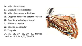 16. Músculo masséter
17. Músculo esternotiroideo
18. Músculo esternotirohioideo
19. Origem do músculo esternocefálico
20. Ganglio retrofaríngeo lateral
21. Glândula tireoide
22. Gânglio mandibular
23. Tráqueia
24, 25, 26, 27, 28, 29, 30. Nervos
cervicais III, II, IV, V, VI, VII e VIII
 