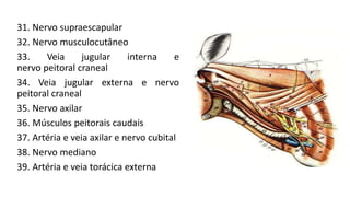 31. Nervo supraescapular
32. Nervo musculocutâneo
33. Veia jugular interna e
nervo peitoral craneal
34. Veia jugular externa e nervo
peitoral craneal
35. Nervo axilar
36. Músculos peitorais caudais
37. Artéria e veia axilar e nervo cubital
38. Nervo mediano
39. Artéria e veia torácica externa
 