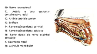 40. Nervo toracodorsal
41. Artéria e veia escapular
dorsal e nervo radial
42. Artéria carótida comum
43. Esôfago
44. Ramo cutâneo dorsal cervical
45. Ramo cutâneo dorsal torácico
46. Ramo dorsal do nervo espinhal
acessório
47 Ligamento nucal
48. Glândula mandibular
 