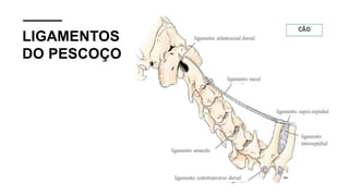 LIGAMENTOS
DO PESCOÇO
 