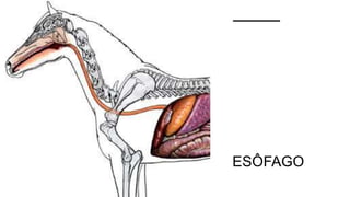 ESÔFAGO
 
