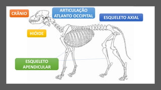 CRÂNIO
HIÓIDE
ARTICULAÇÃO
ATLANTO OCCIPITAL ESQUELETO AXIAL
ESQUELETO
APENDICULAR
 