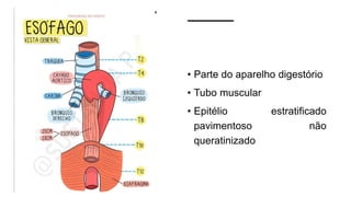 • Parte do aparelho digestório
• Tubo muscular
• Epitélio estratificado
pavimentoso não
queratinizado
 