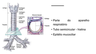• Parte do aparelho
respiratório
• Tubo semicircular - hialina
• Epitélio mucociliar
 