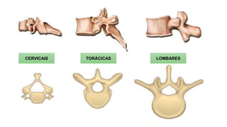CERVICAIS TORÁCICAS LOMBARES
 