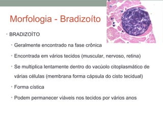 Morfologia - Bradizoíto
• BRADIZOÍTO
• Geralmente encontrado na fase crônica
• Encontrada em vários tecidos (muscular, nervoso, retina)
• Se multiplica lentamente dentro do vacúolo citoplasmático de
várias células (membrana forma cápsula do cisto tecidual)
• Forma cística
• Podem permanecer viáveis nos tecidos por vários anos
 