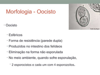 Morfologia - Oocisto
• Oocisto
• Esféricos
• Forma de resistência (parede dupla)
• Produzidos no intestino dos felídeos
• Eliminação na forma não esporulada
• No meio ambiente, quando sofre esporulação,
• 2 esporocistos e cada um com 4 esporozoítos.
 
