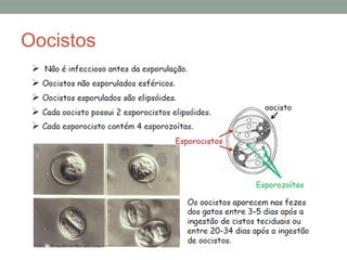 Oocistos
 