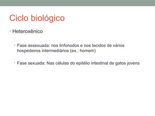 Ciclo biológico
• Heteroxênico
• Fase assexuada: nos linfonodos e nos tecidos de vários
hospedeiros intermediários (ex.: homem)
• Fase sexuada: Nas células do epitélio intestinal de gatos jovens
 