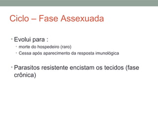 Ciclo – Fase Assexuada
• Evolui para :
• morte do hospedeiro (raro)
• Cessa após aparecimento da resposta imunológica
• Parasitos resistente encistam os tecidos (fase
crônica)
 