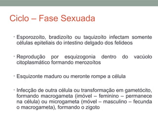 Ciclo – Fase Sexuada
• Esporozoíto, bradizoíto ou taquizoíto infectam somente
células epiteliais do intestino delgado dos felideos
• Reprodução por esquizogonia dentro do vacúolo
citoplasmático formando merozoítos
• Esquizonte maduro ou meronte rompe a célula
• Infecção de outra célula ou transformação em gametócito,
formando macrogameta (imóvel – feminino – permanece
na célula) ou microgameta (móvel – masculino – fecunda
o macrogameta), formando o zigoto
 