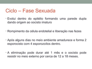 Ciclo – Fase Sexuada
• Evolui dentro do epitélio formando uma parede dupla
dando origem ao oocisto imaturo
• Rompimento da célula endotelial e liberação nas fezes
• Após alguns dias no meio ambiente amadurece e forma 2
esporocisto com 4 esporozoítos dentro.
• A eliminação pode durar até 1 mês e o oocisto pode
resistir no meio externo por cerca de 12 a 18 meses.
 