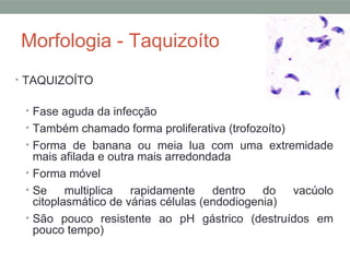 Morfologia - Taquizoíto
• TAQUIZOÍTO
• Fase aguda da infecção
• Também chamado forma proliferativa (trofozoíto)
• Forma de banana ou meia lua com uma extremidade
mais afilada e outra mais arredondada
• Forma móvel
• Se multiplica rapidamente dentro do vacúolo
citoplasmático de várias células (endodiogenia)
• São pouco resistente ao pH gástrico (destruídos em
pouco tempo)
 