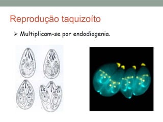 Reprodução taquizoíto
 