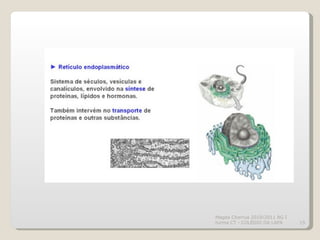 Magda Charrua 2010/2011 BG I turma CT - COLÉGIO DA LAPA 