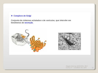 Magda Charrua 2010/2011 BG I turma CT - COLÉGIO DA LAPA 