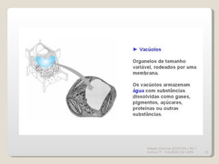 Magda Charrua 2010/2011 BG I turma CT - COLÉGIO DA LAPA 