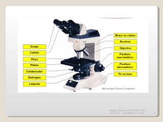 Magda Charrua 2010/2011 BG I turma CT - COLÉGIO DA LAPA 