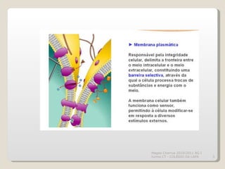 Magda Charrua 2010/2011 BG I turma CT - COLÉGIO DA LAPA 
