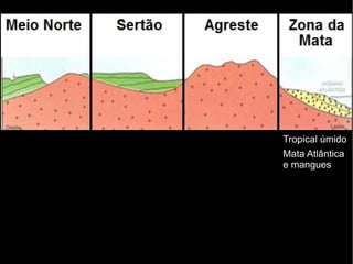 Tropical úmido 
Mata Atlântica 
e mangues 
 