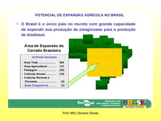 Prof. MSc Sionara Okada 