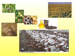 Prof. MSc Sionara Okada 