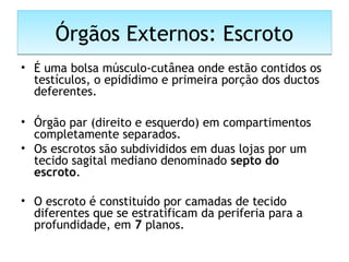 Órgãos Externos: EscrotoÓrgãos Externos: Escroto
• É uma bolsa músculo-cutânea onde estão contidos os
testículos, o epidídimo e primeira porção dos ductos
deferentes.
• Órgão par (direito e esquerdo) em compartimentos
completamente separados.
• Os escrotos são subdivididos em duas lojas por um
tecido sagital mediano denominado septo do
escroto.
 
• O escroto é constituído por camadas de tecido
diferentes que se estratificam da periferia para a
profundidade, em 7 planos.
 