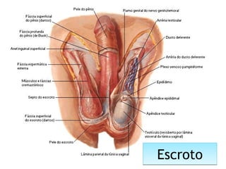EscrotoEscroto
 